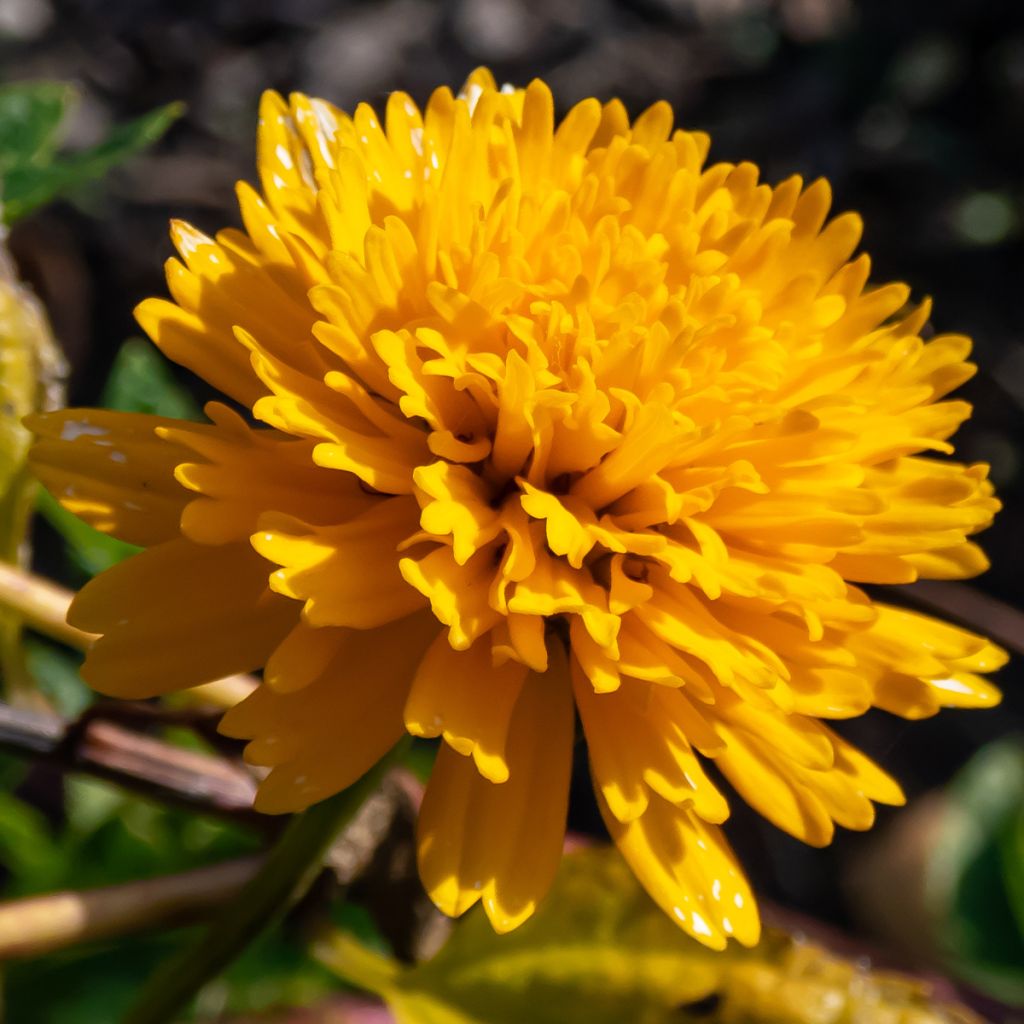 Heliopsis helianthoides Asahi