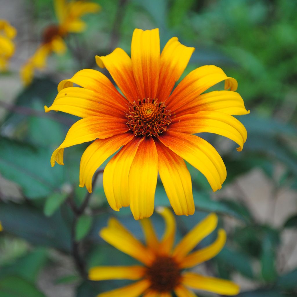 Heliopsis helianthoides var. scabra Burning Hearts