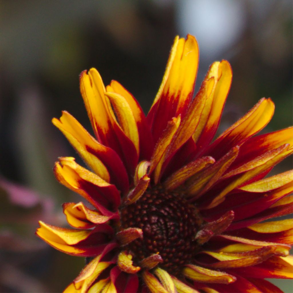 Heliopsis helianthoides Funky Spinner - Héliopsis faux-hélianthe 