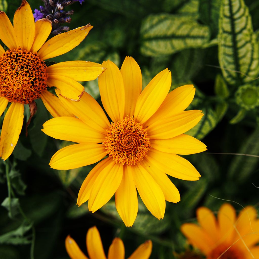 Heliopsis helianthoïdes Loraine Sunshine