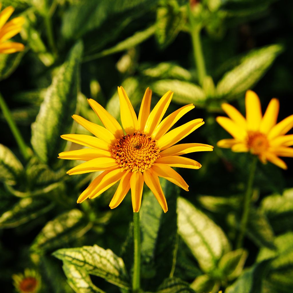 Heliopsis helianthoïdes Loraine Sunshine