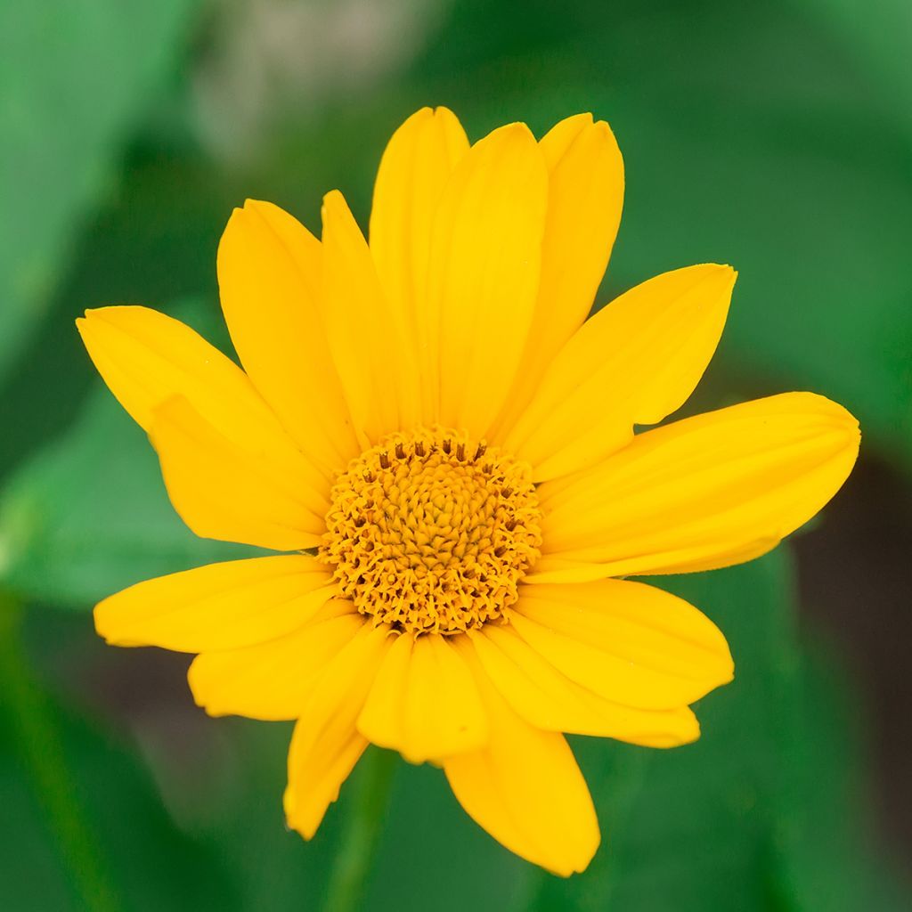 Heliopsis helianthoides Tuscan Sun