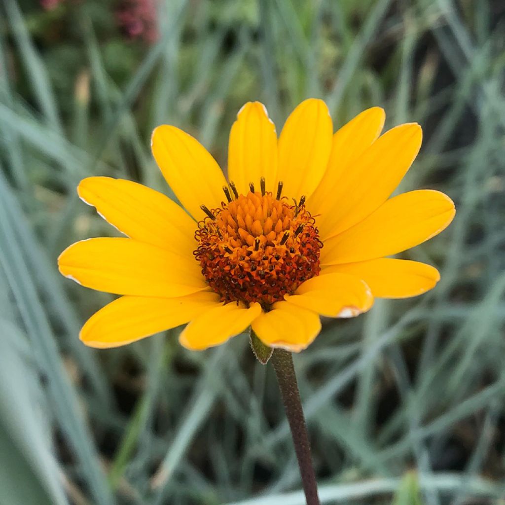 Heliopsis helianthoïdes var. scabra Summer Nights