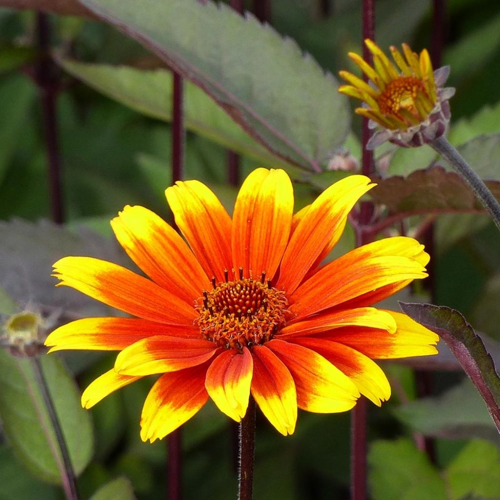 Heliopsis helianthoides var. scabra Burning Hearts