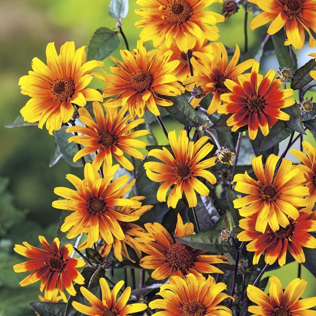 Heliopsis helianthoides var. scabra Burning Hearts