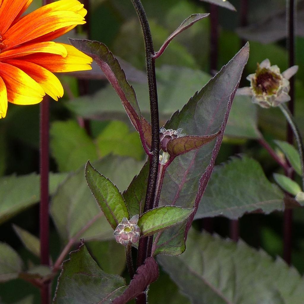 Heliopsis helianthoides var. scabra Burning Hearts