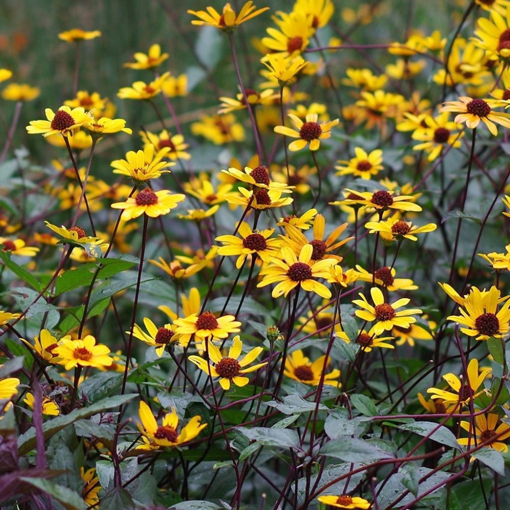 Heliopsis helianthoïdes var. scabra Summer Nights