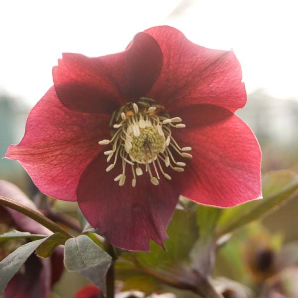 Hellébore orientale Rouge