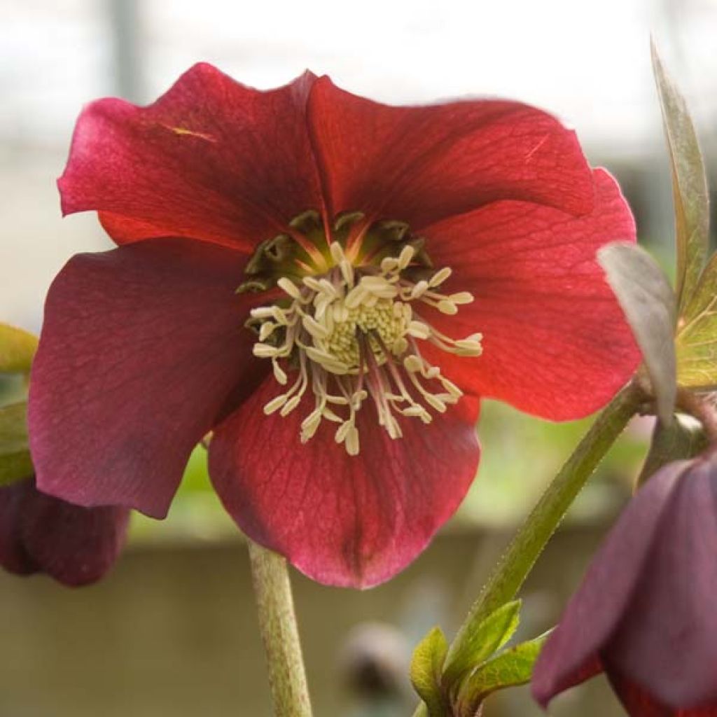 Hellébore orientale Rouge