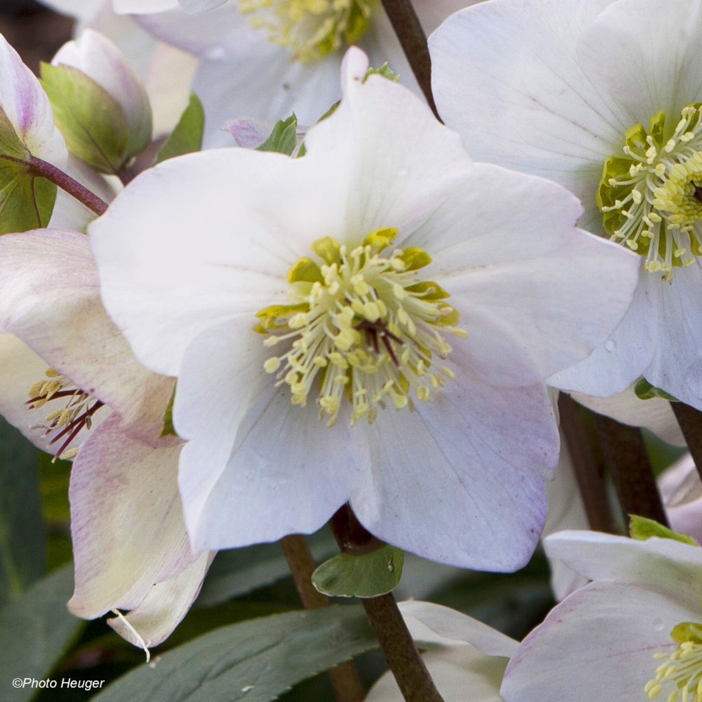 Hellébore Paradenia - Helleborus x lemonnieriae