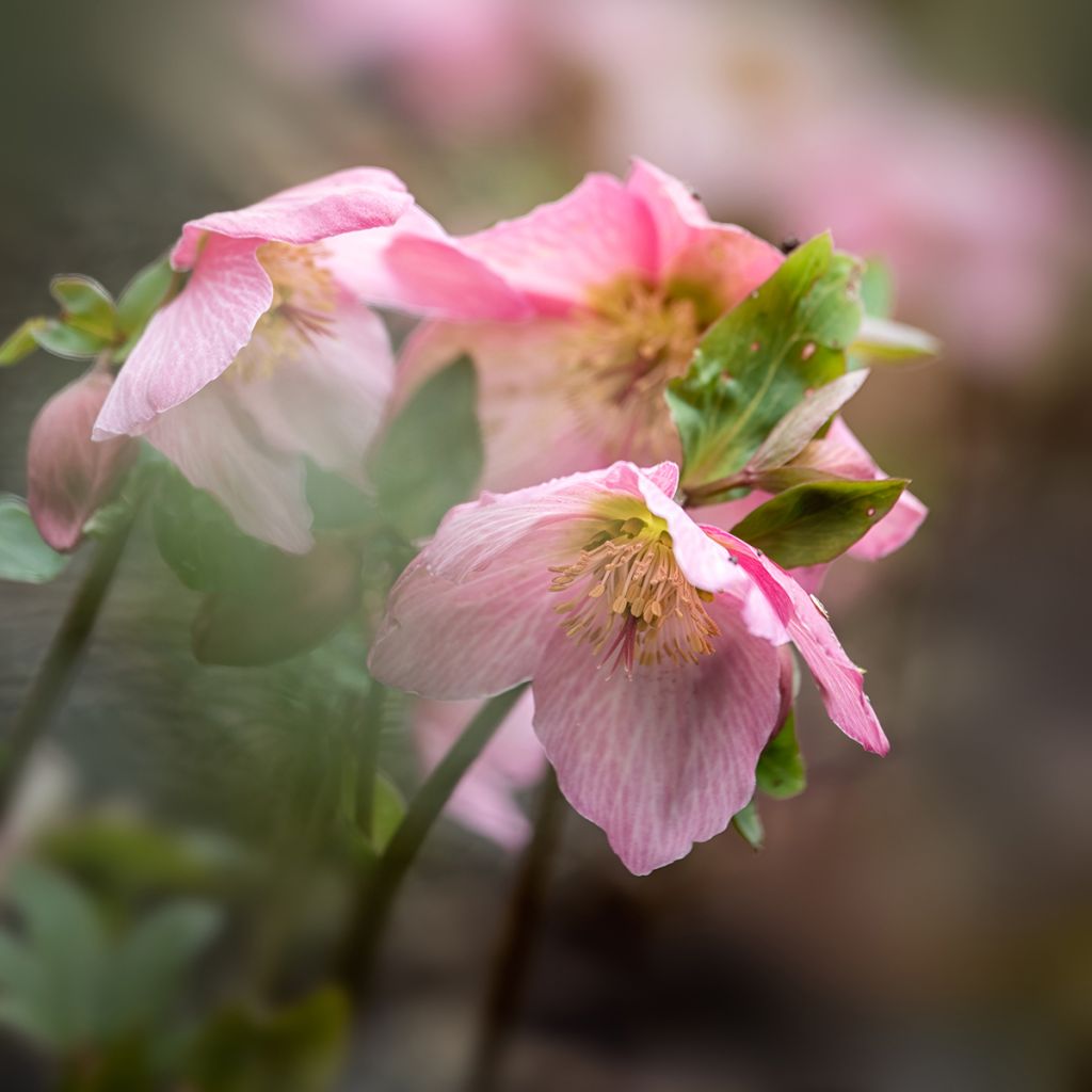 Eléboro Walberton's Rosemary