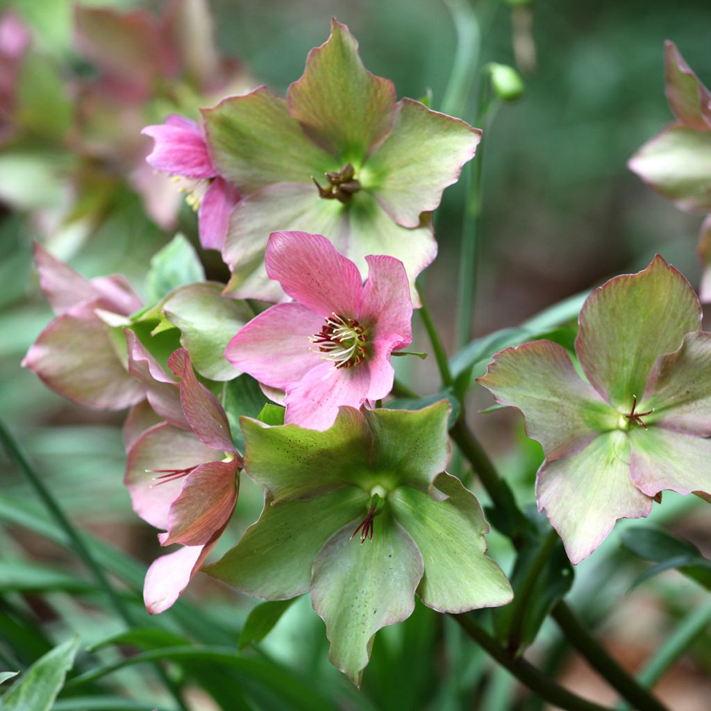 Eléboro Walberton's Rosemary