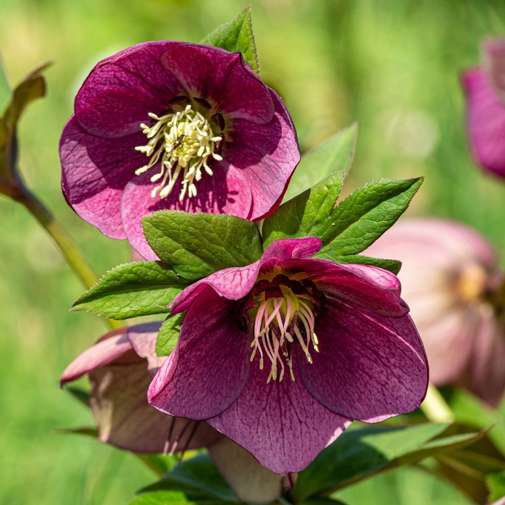 Eléboro oriental Early purple