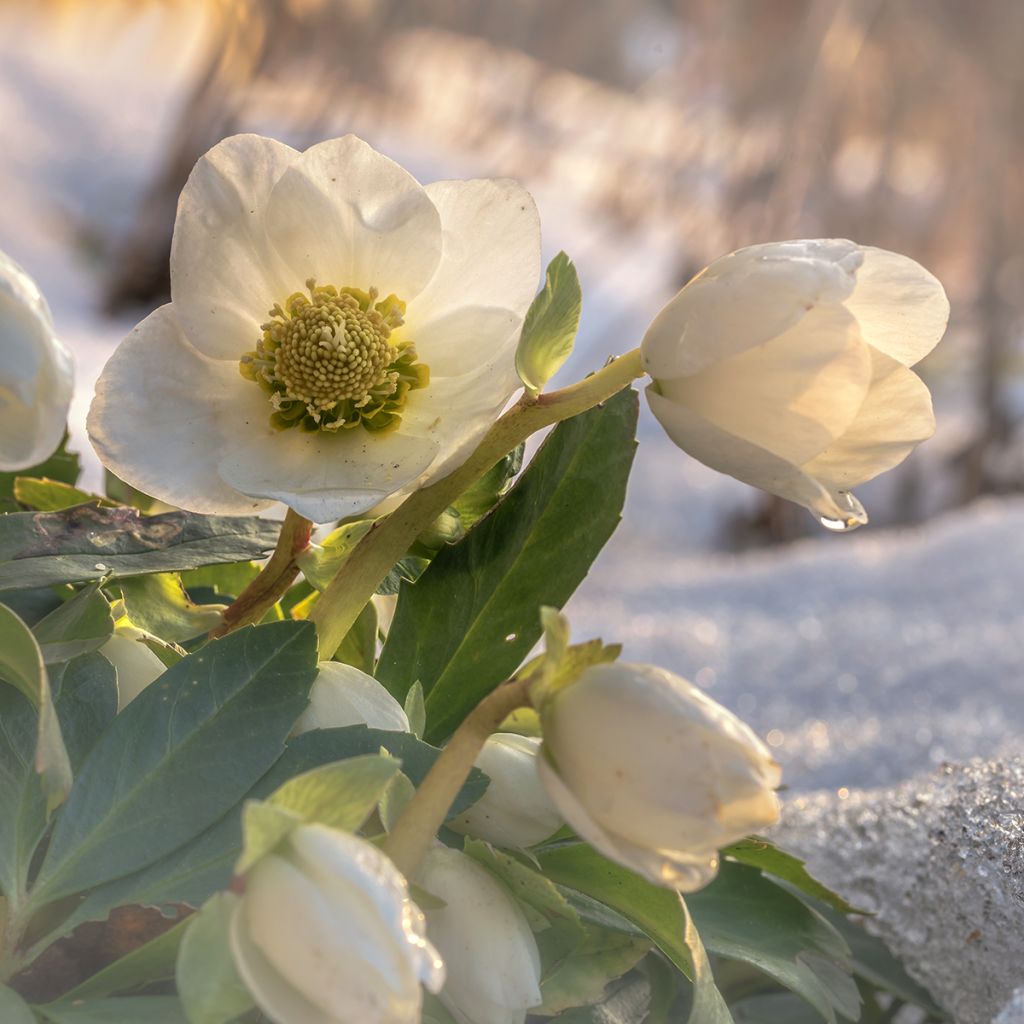 Helleborus niger - Eléboro negro