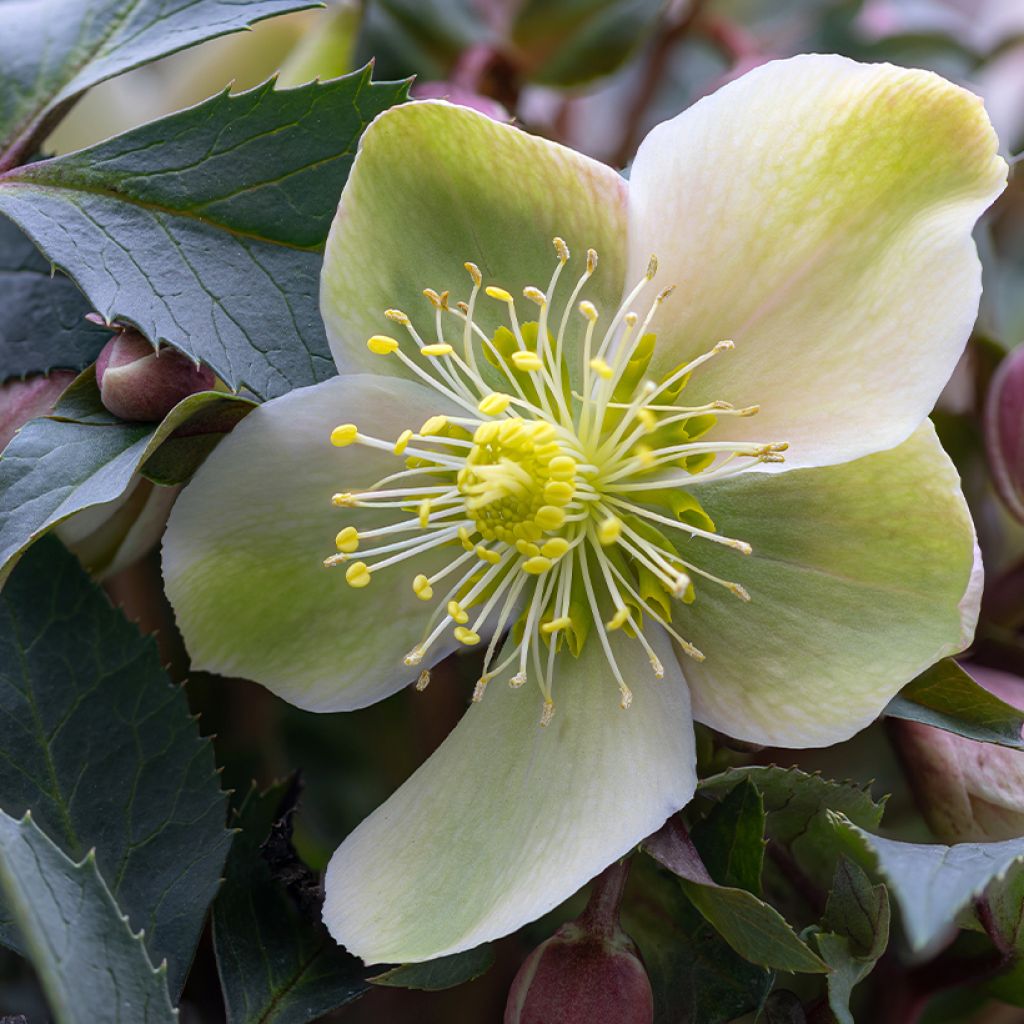 Helleborus niger - Eléboro negro