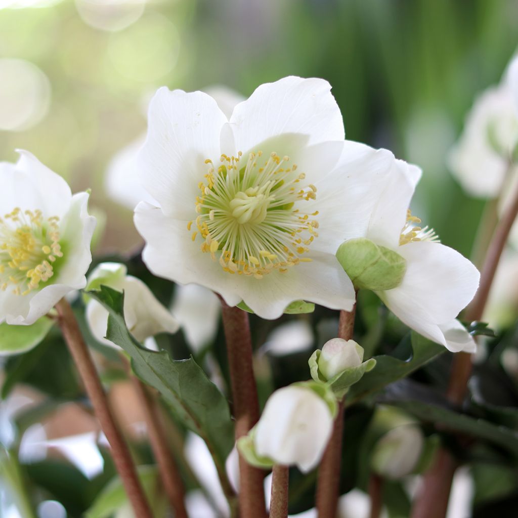 Helleborus niger - Eléboro negro