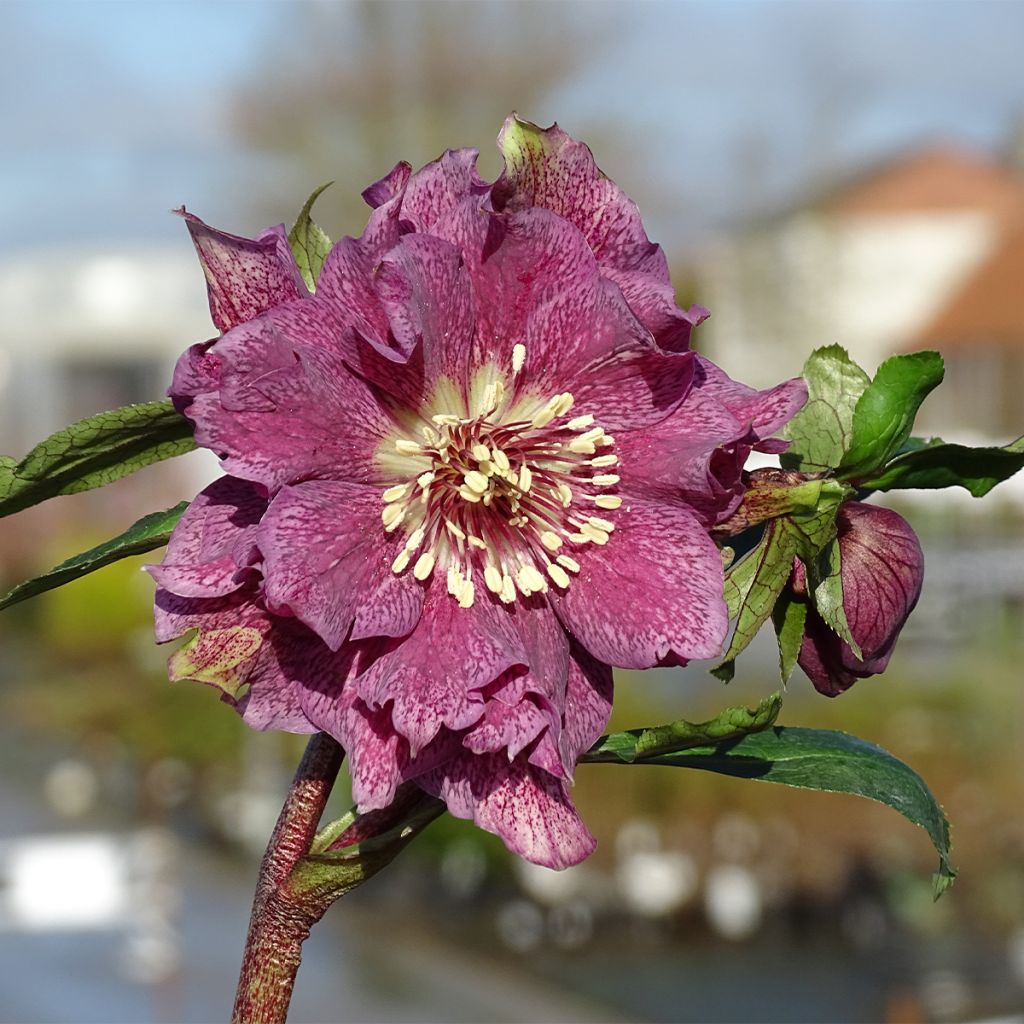 Hellébore orientale Magic Double Rouge