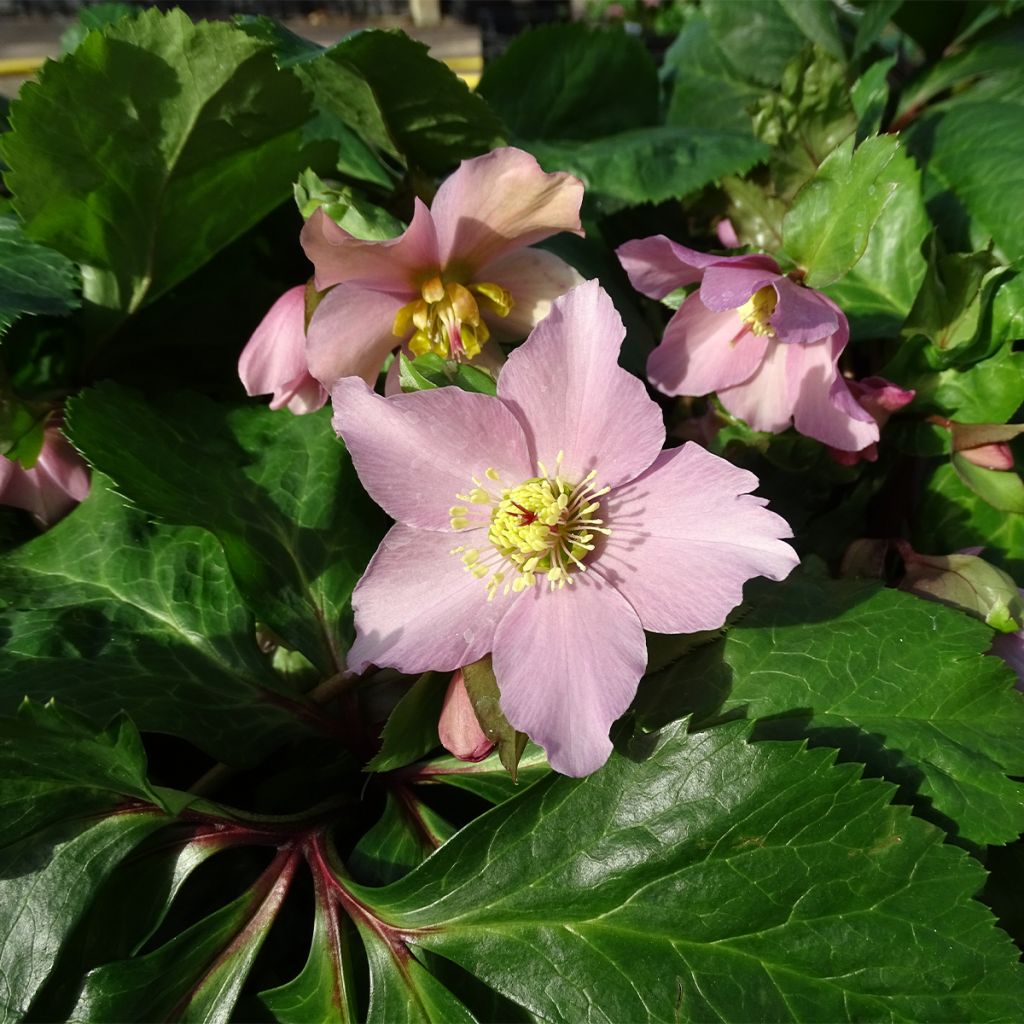 Hellebore orientale ViV Diana