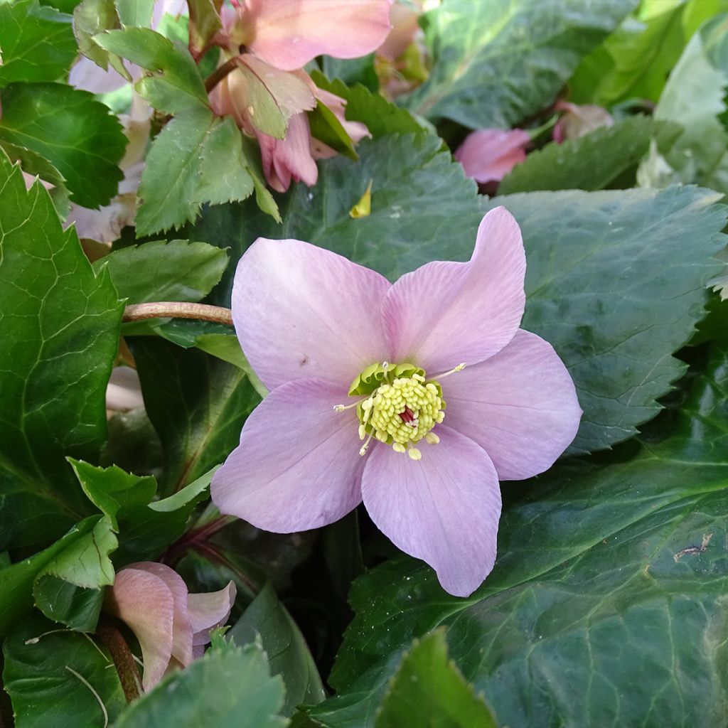 Hellebore orientale ViV Diana