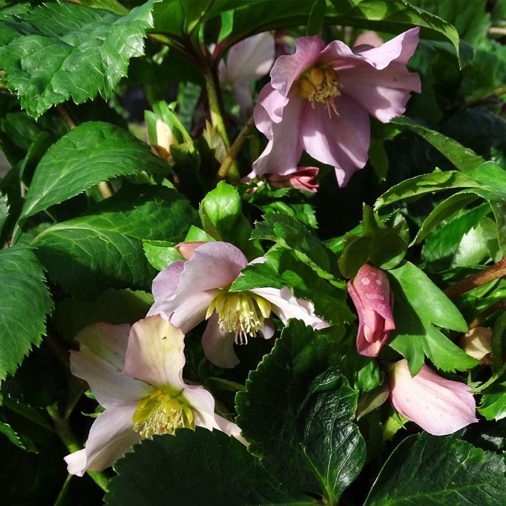 Hellebore orientale ViV Diana