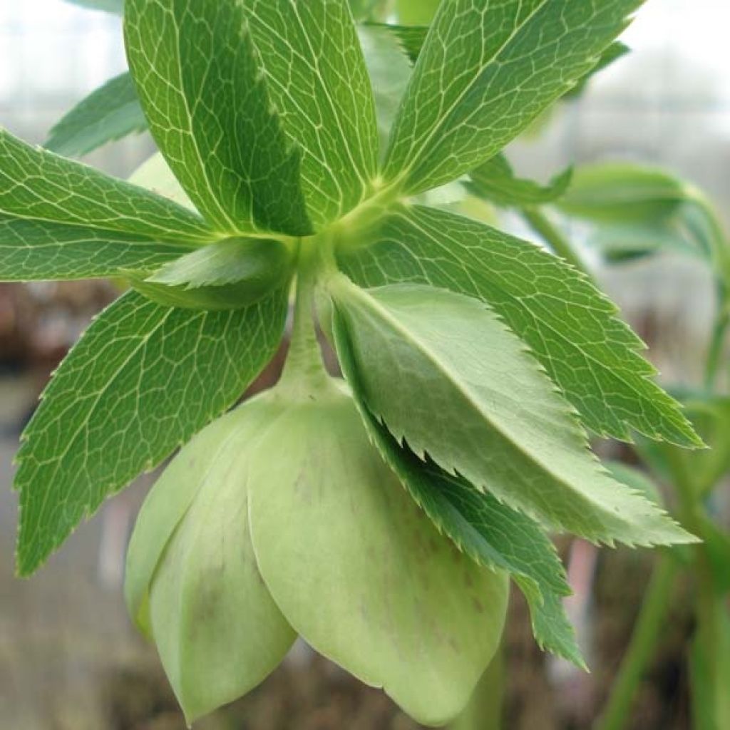 Hellébore orientale Green