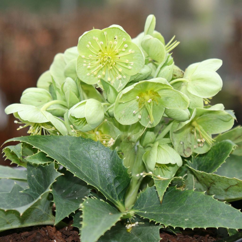 Hellébore  de Corse - Helleborus argutifolius 