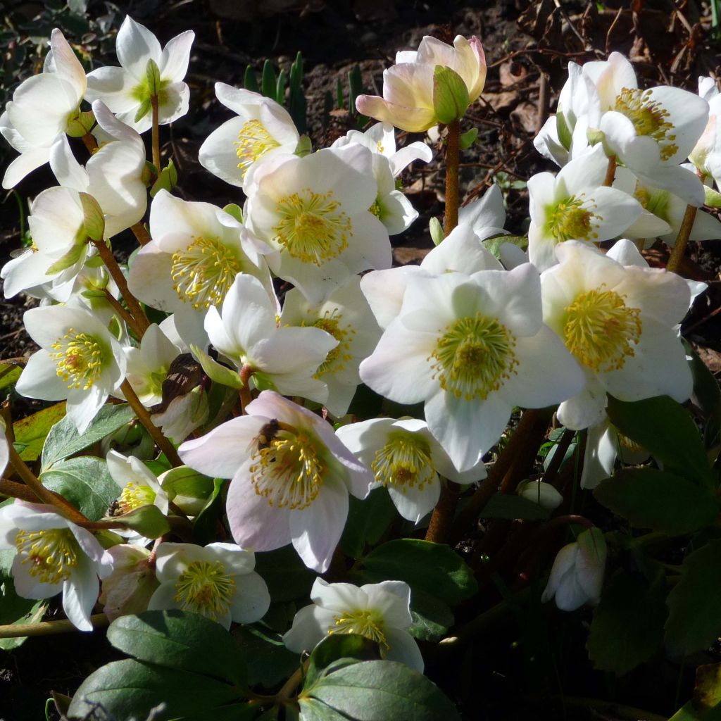 Helleborus niger - Rose de Noël.