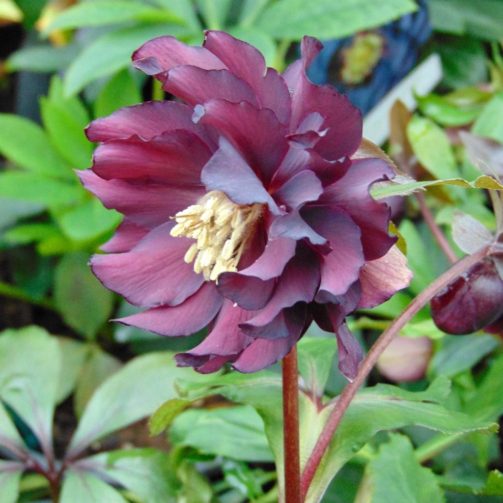 Hellebore Luisa - Helleborus orientalis 