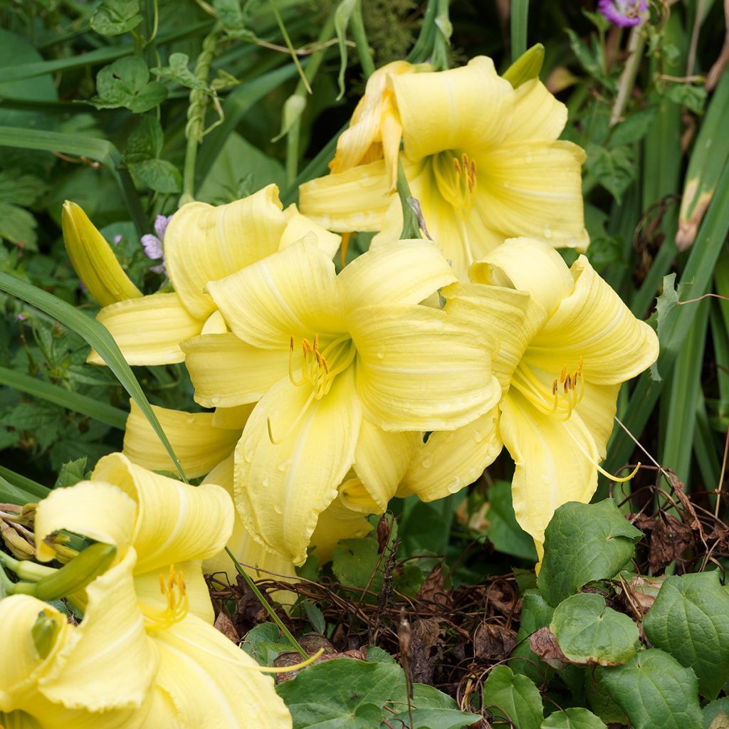 Hemerocallis Alice in Wonderland