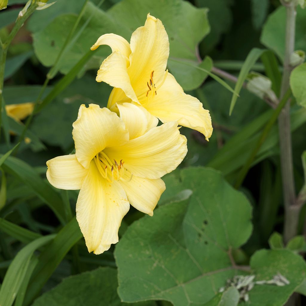 Hemerocallis Alice in Wonderland