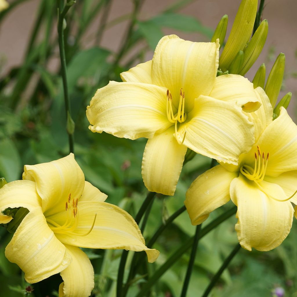 Hemerocallis Alice in Wonderland