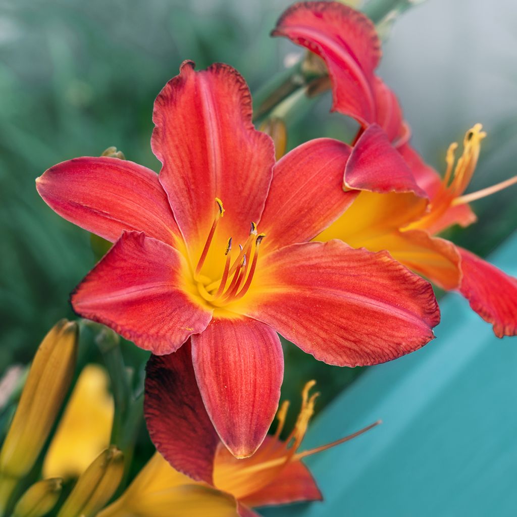 Hemerocallis Amadeus