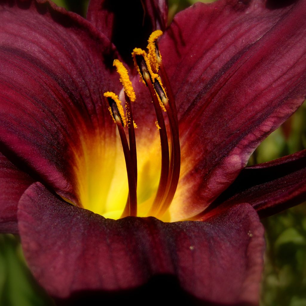 Hemerocallis American Revolution