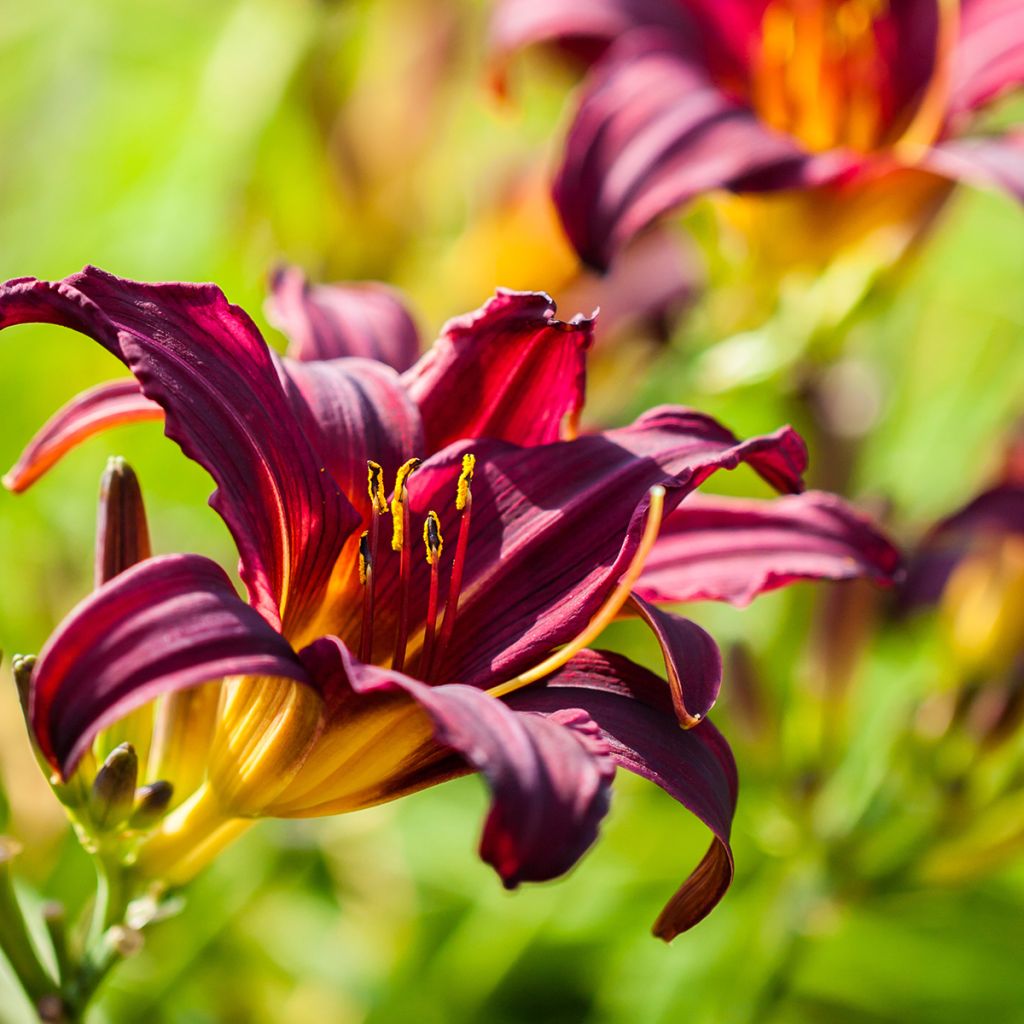 Hemerocallis American Revolution