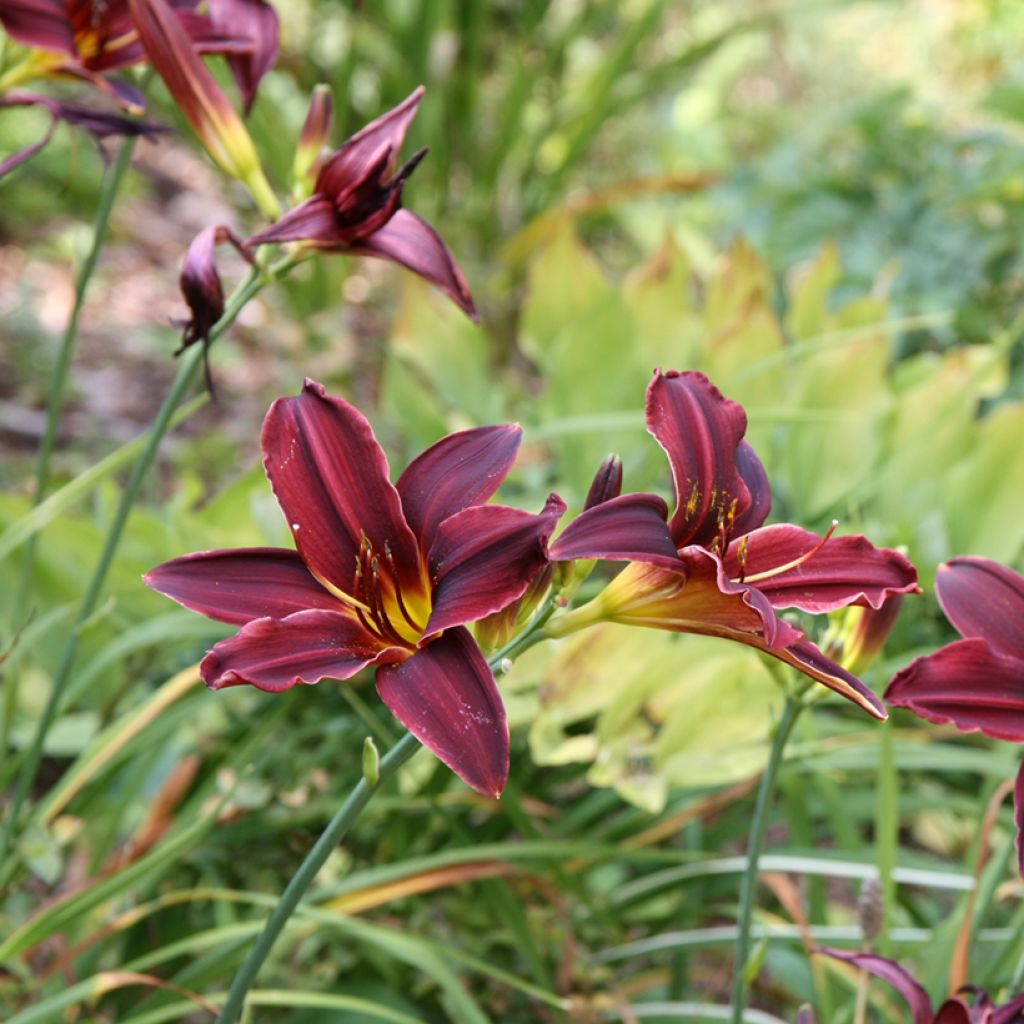 Hemerocallis American Revolution