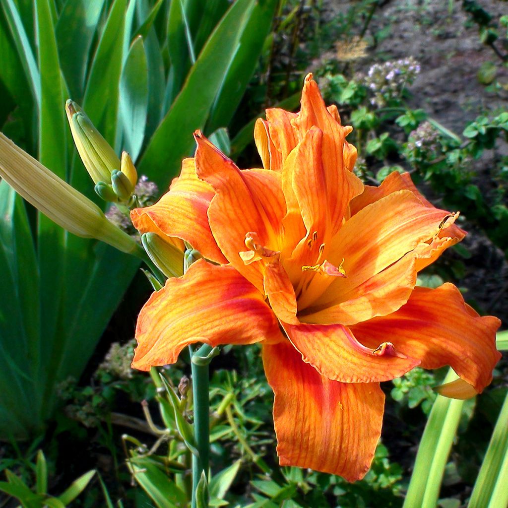 Hemerocallis Apricot Beauty