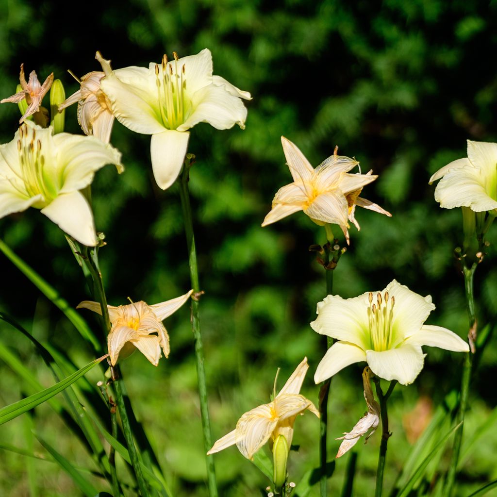 Hemerocallis Arctic Snow