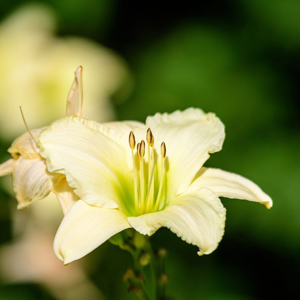 Hemerocallis Arctic Snow