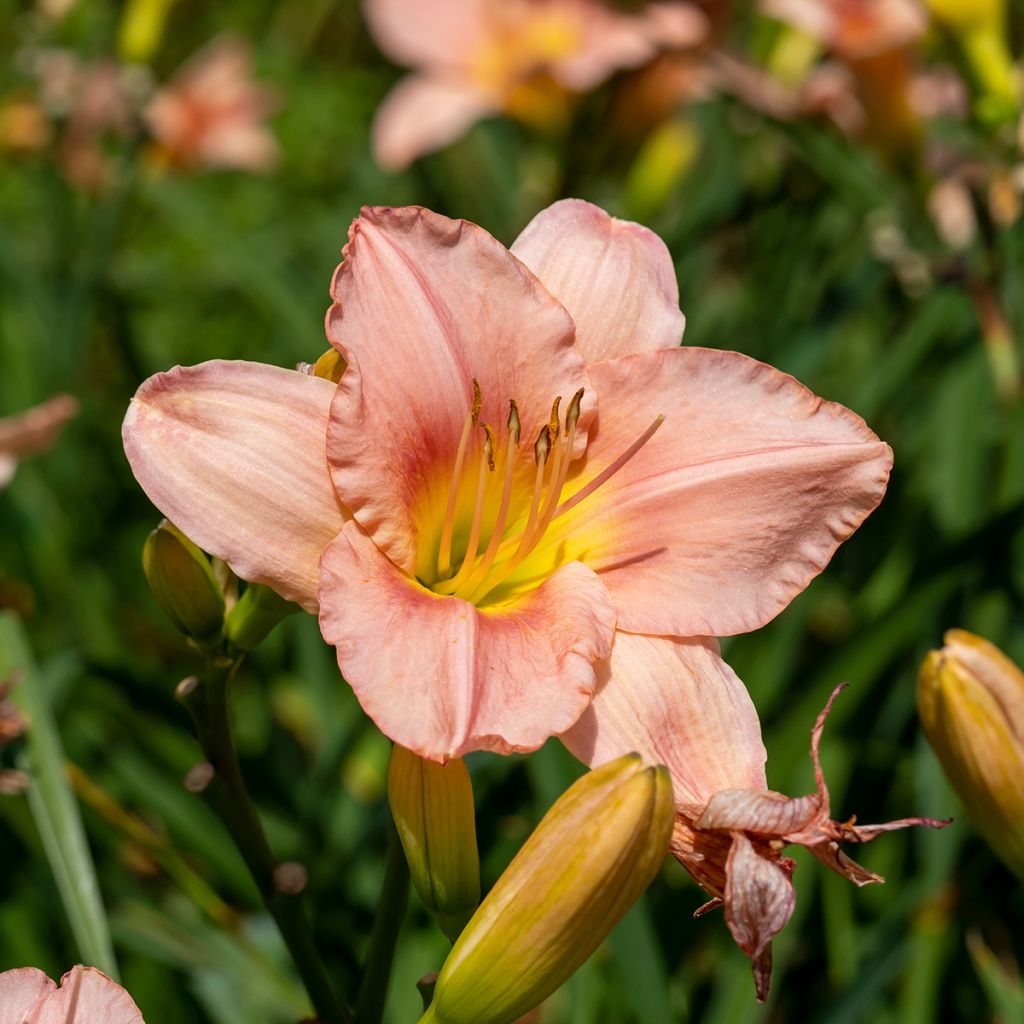 Hemerocallis Barbara Mitchell