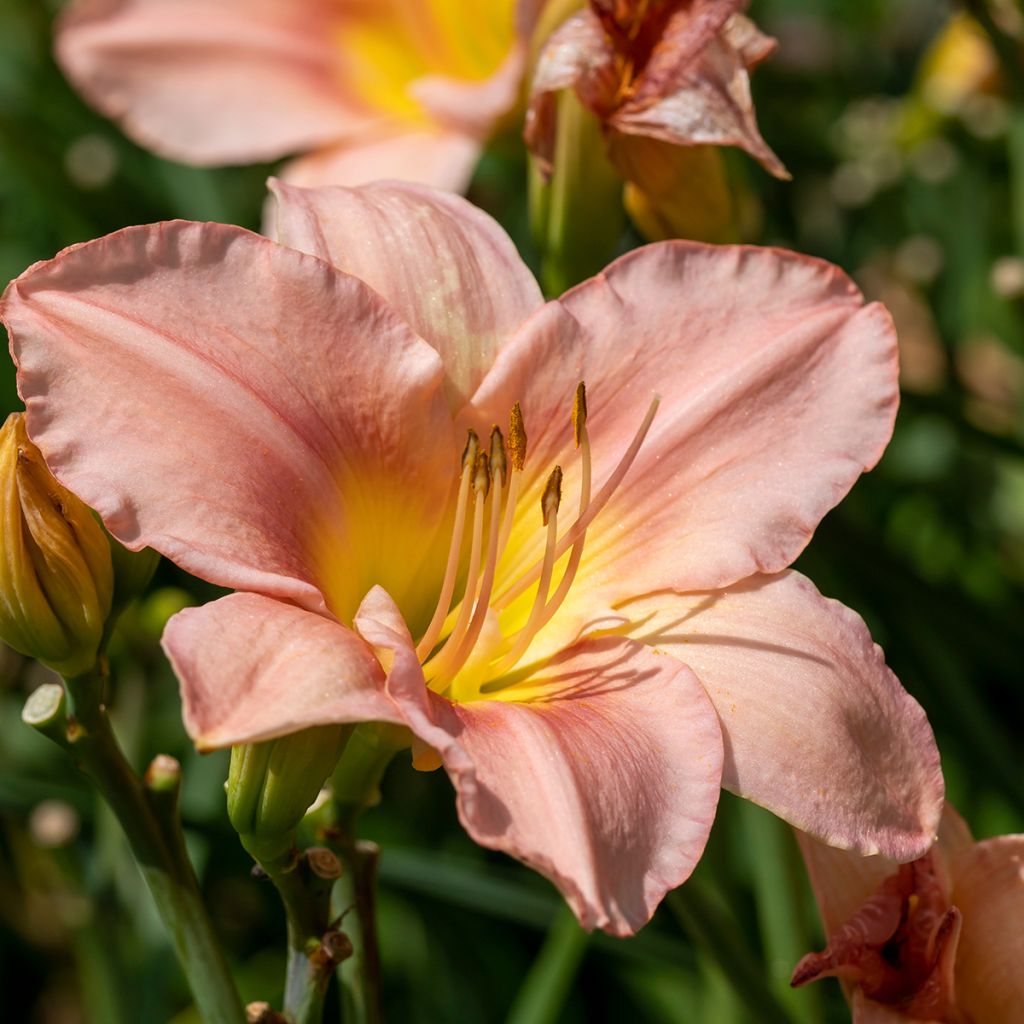 Hemerocallis Barbara Mitchell