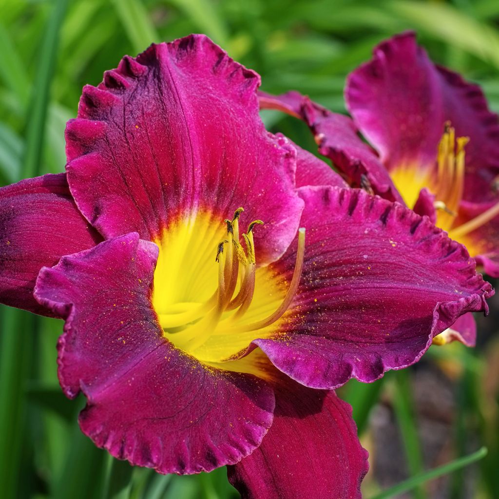 Hemerocallis Bela Lugosi