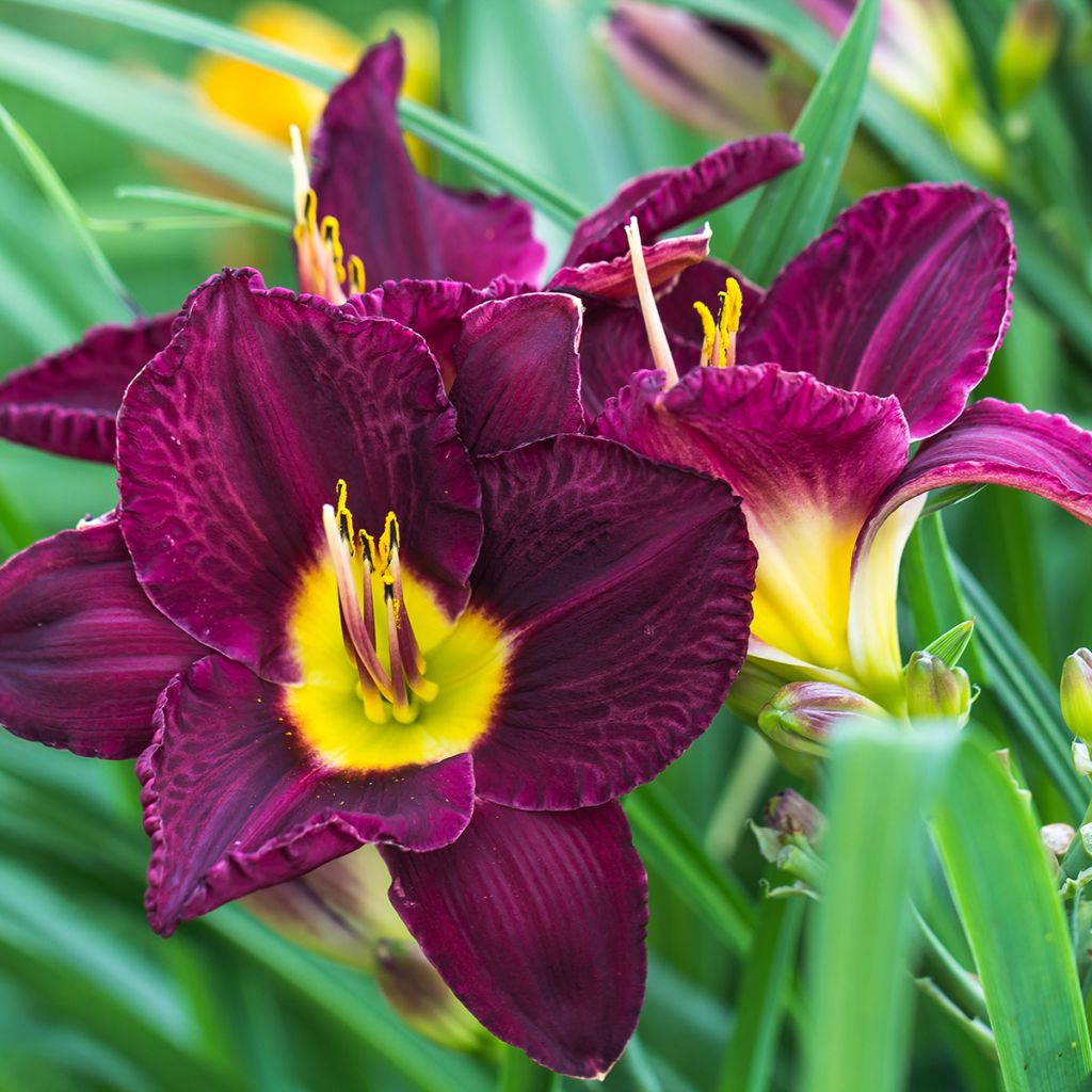 Hemerocallis Bela Lugosi