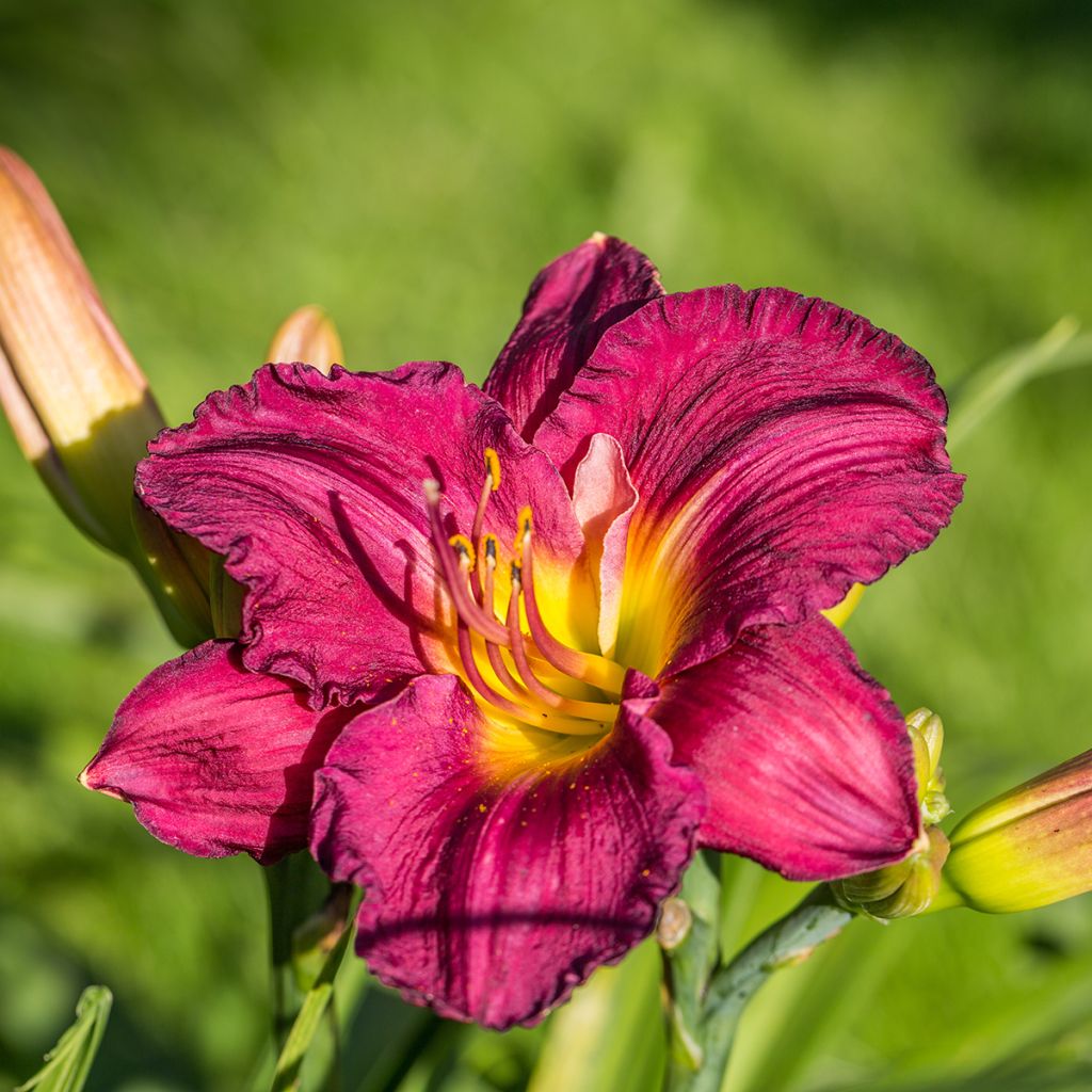 Hemerocallis Bela Lugosi