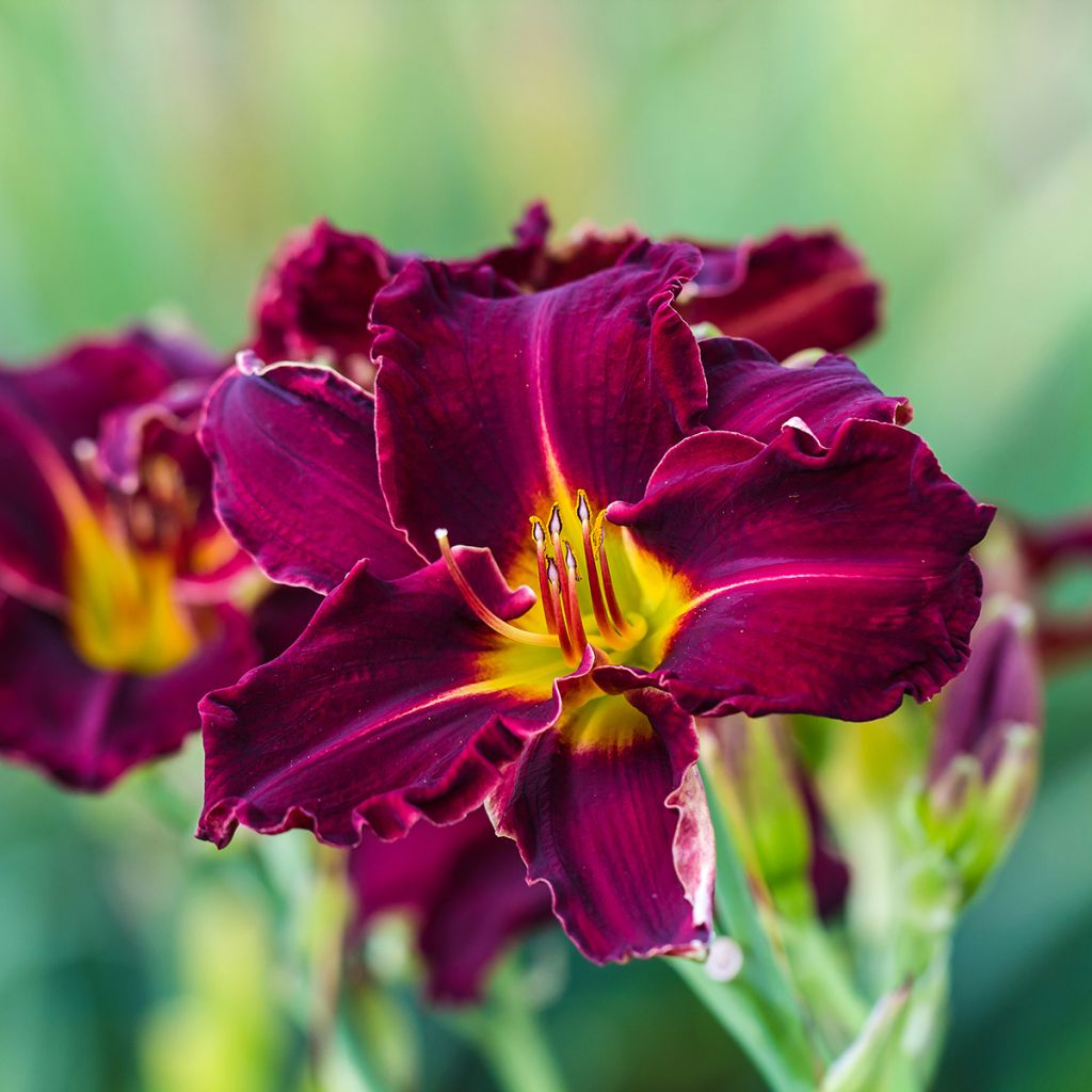 Hemerocallis Bela Lugosi