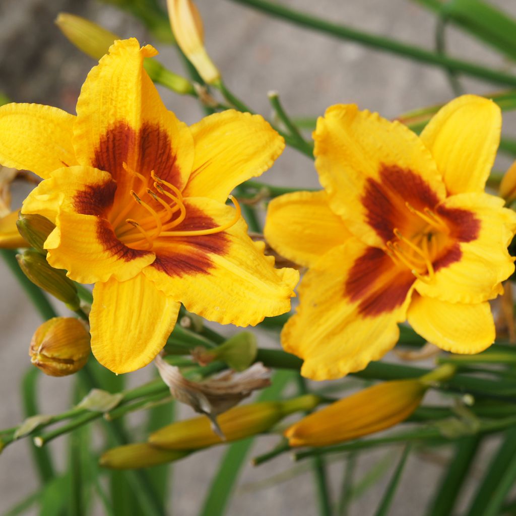 Hemerocallis Black Eyed Susan