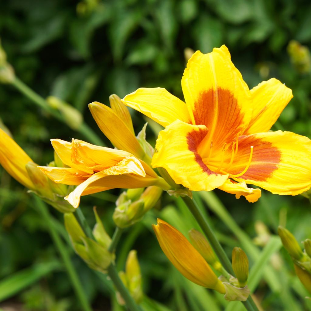 Hemerocallis Black Eyed Susan