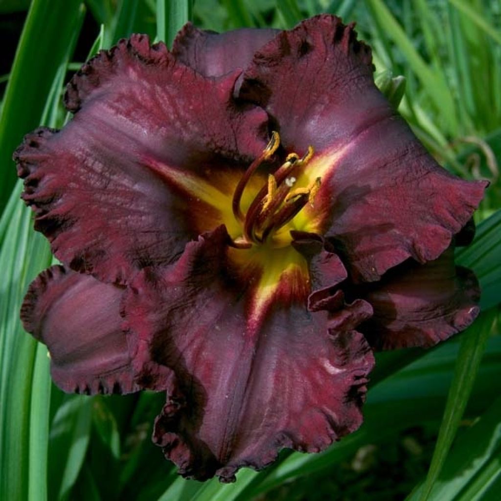 Hemerocallis Black Stockings