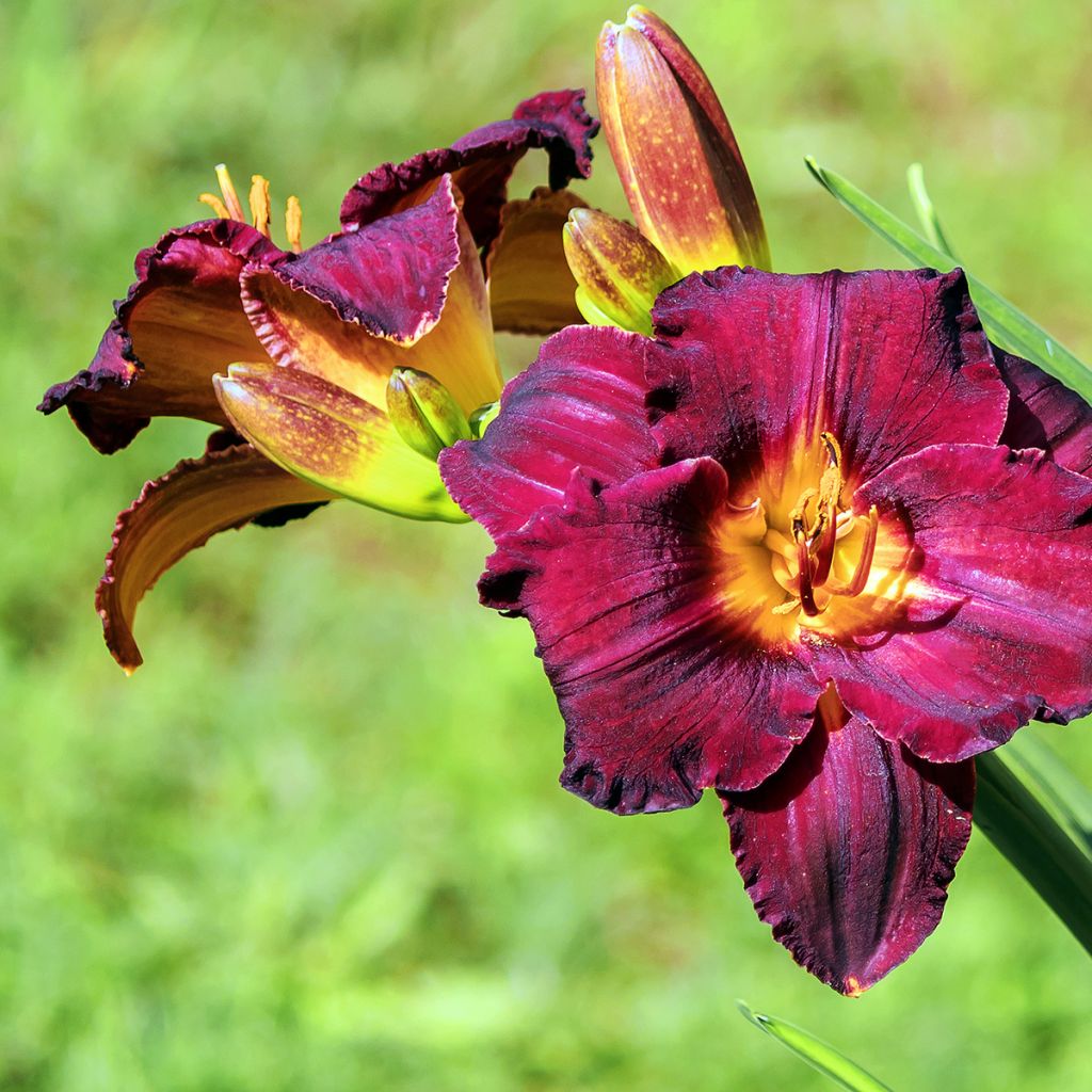 Hemerocallis Black Stockings