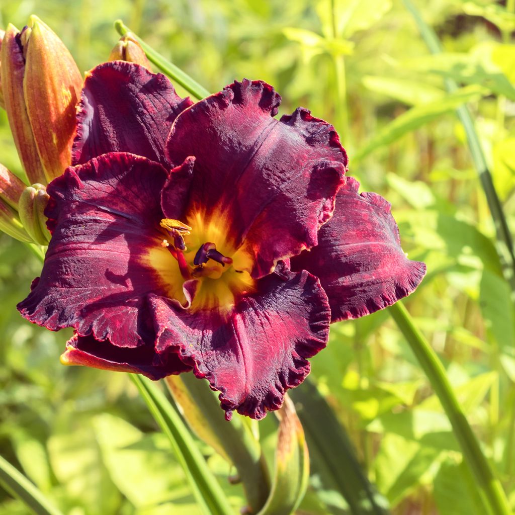 Hemerocallis Black Stockings