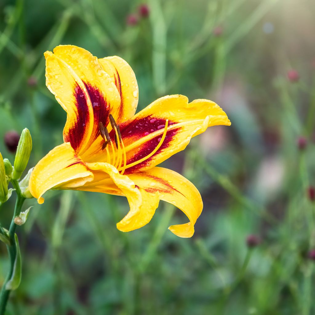 Hemerocallis Bonanza